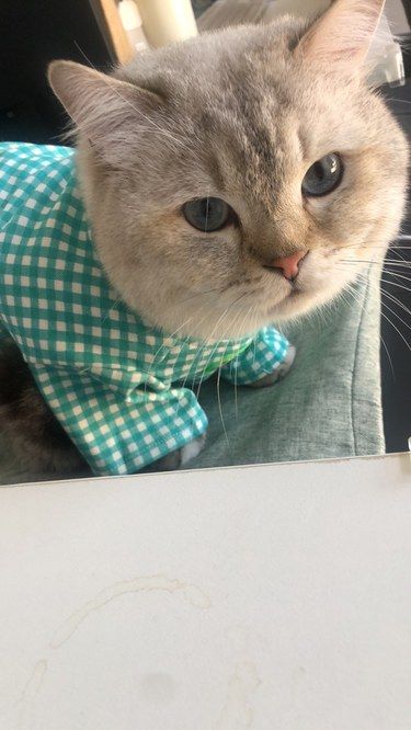 这剪猫的手艺一绝