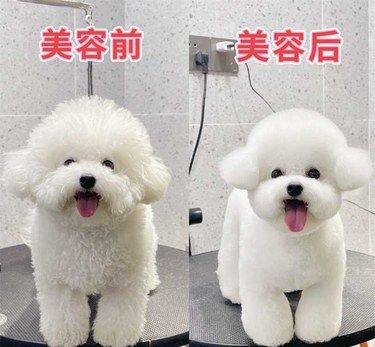 做完美容|好像换了一只狗