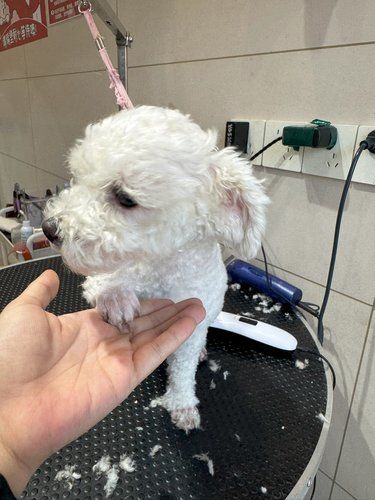 宠物洗澡记
