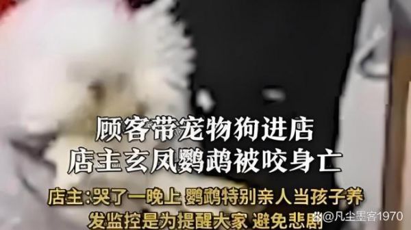 心碎！店内鹦鹉被狗咬死，宠物安全咋保障？
