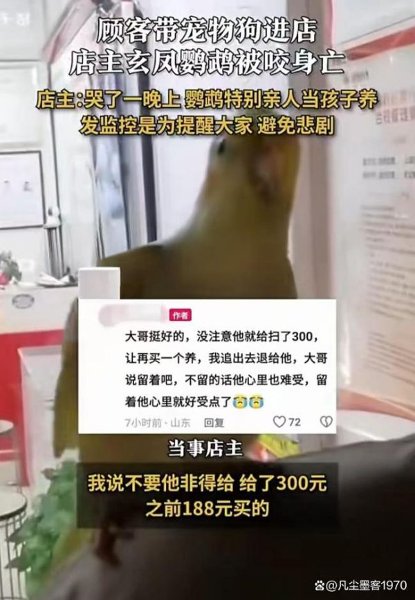 心碎！店内鹦鹉被狗咬死，宠物安全咋保障？