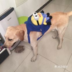 广州宠物寄养：如何选择靠谱的宠物寄养中心？广州市宠物寄养中心排名一览表
