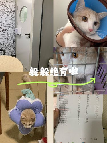 勇敢躲躲绝育啦