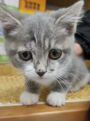 健康先行～猫咪护理