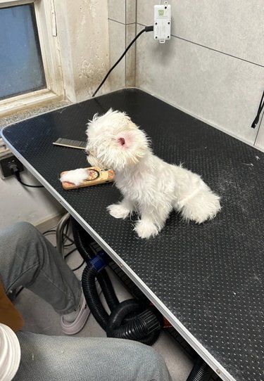 宠物美容