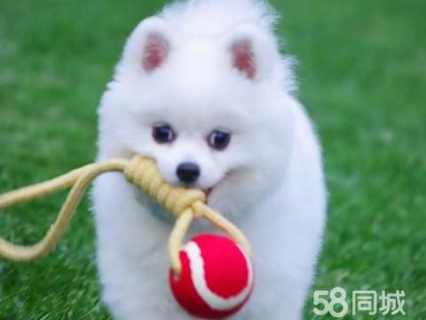 萌萌呆宠物寄养托管中心·家庭式宠物寄养 宠物养老院宠物旅馆宠物托管猫寄养狗托管