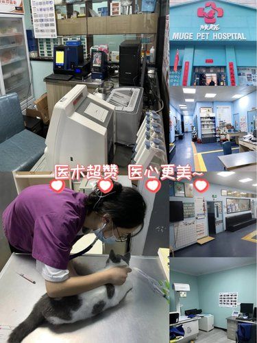 宠物医院超有爱的体验之旅
