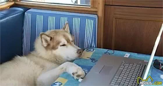 养狗狗需要注意的几件事