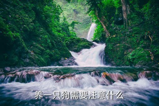 养一只狗需要注意什么