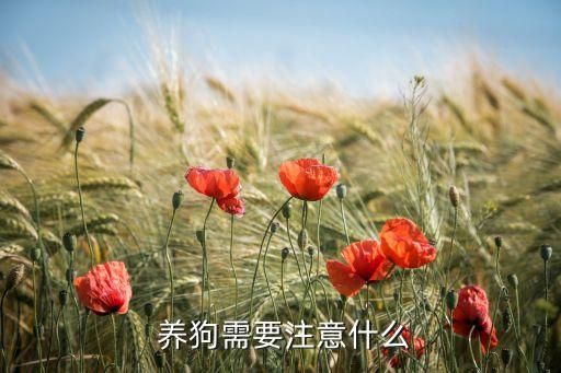 养狗需要注意什么
