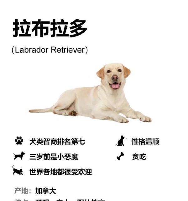 养狗注意事项，打造幸福狗家庭（关爱宠物从点滴细节开始）