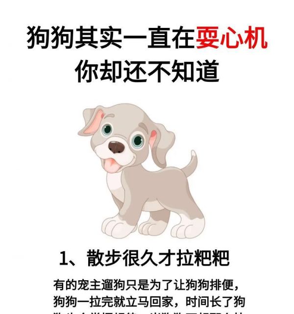 养狗注意事项，打造幸福狗家庭（关爱宠物从点滴细节开始）