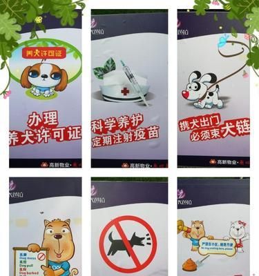 养狗注意事项，打造幸福狗家庭（关爱宠物从点滴细节开始）