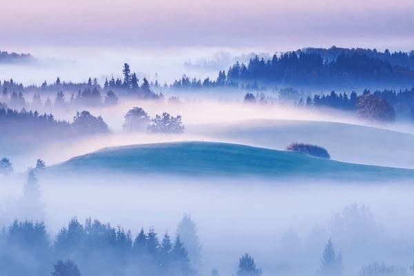 养宠物犬注意事项有哪些呢，养宠物犬注意事项有哪些呢图片