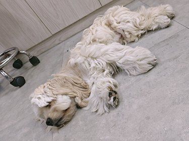 宠物医院精选亲人小狗一只