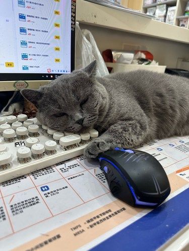 宠物医院的助手是只懒猫