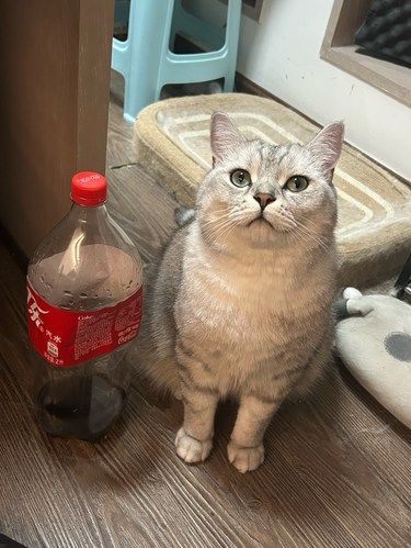 又是每月驱虫时
