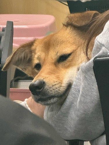 带猫咪打疫苗超好的一次体验