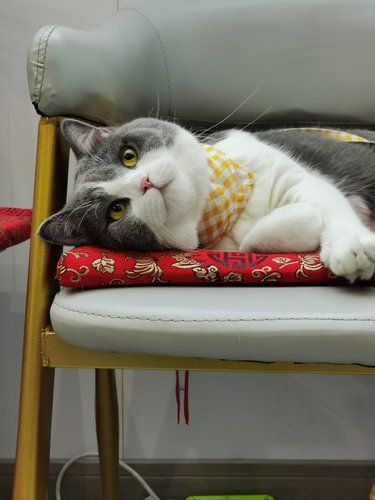 今天猫主子心情复杂了