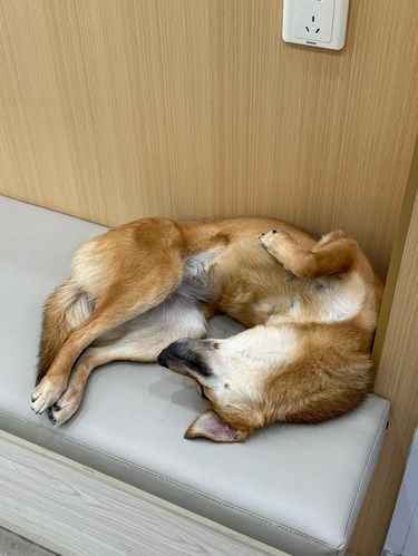 三条腿的狗
