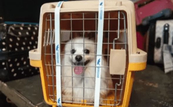 宠物托运怎么弄？办理流程请码住！