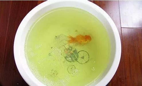 金鱼炸鳞病的原因、症状和治疗方法