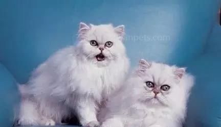 探寻猫鳞的奥秘（从宠物的角度来看）