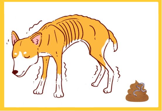 狗狗便便里有白色的虫子