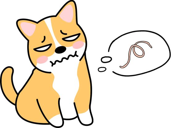 狗狗便便里有白色的虫子怎么回事？