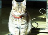 猫咪常见寄生虫病的介绍