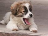犬猫常见的体内寄生虫介绍