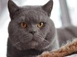 猫咪体内驱虫注意事项
