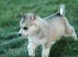 快速有效驱除犬类寄生虫