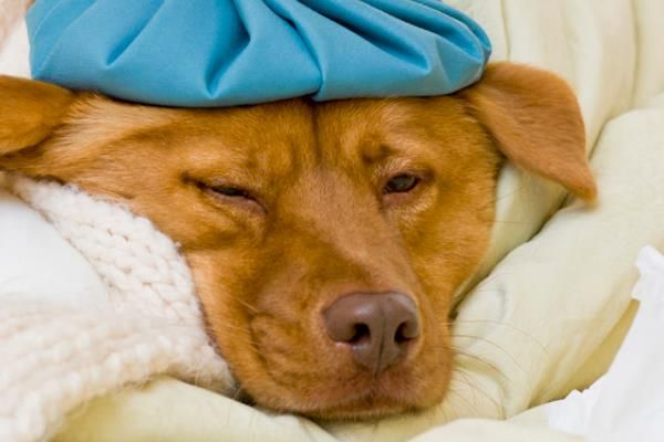 犬蛔虫病简介，寄生部位因狗的年龄而异