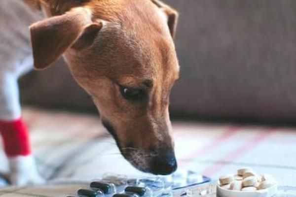 犬蛔虫病简介，寄生部位因狗的年龄而异