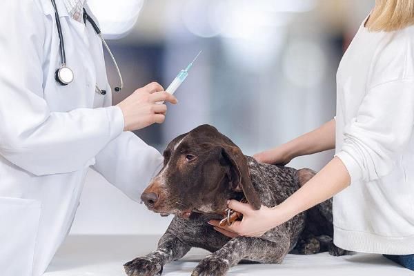 犬蛔虫病简介，寄生部位因狗的年龄而异