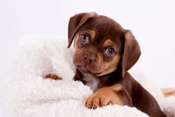 犬蛔虫病简介，寄生部位因狗的年龄而异