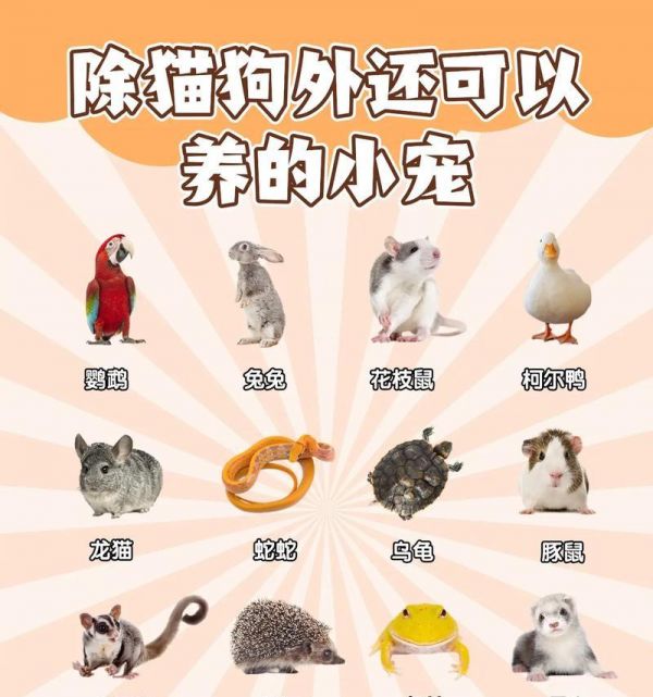 小宠物升级精良需要哪些条件？