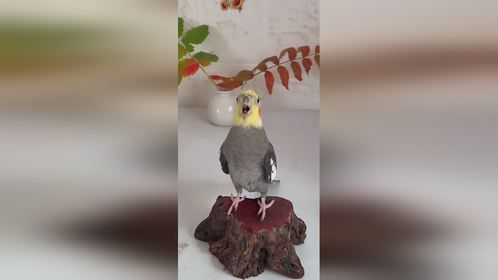 爱唱歌的鸟