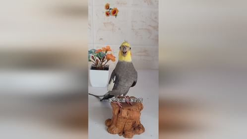 宠物成精