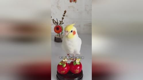 宠物小精灵