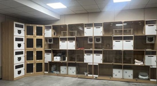突然爆单，多家店涨价！很多人提前下手