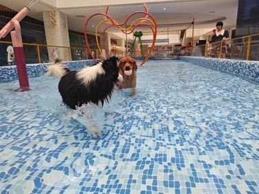 杭州狗狗可以游泳的恒温泳池！