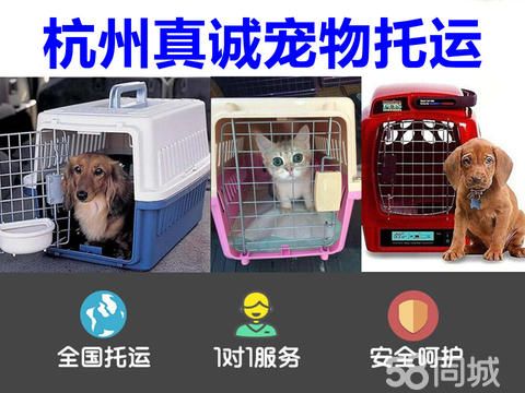 真诚宠物托运·杭州真诚宠物托运，宠物运输，猫狗托运，狗狗托运，猫咪托运，全国往返