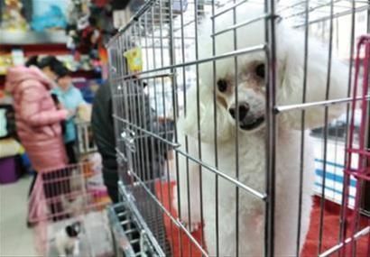 杭州宠物寄养：如何选择靠谱的寄养机构？杭州市宠物寄养排行榜