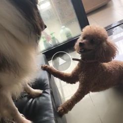 杭州宠物寄养：如何选择靠谱的寄养机构？杭州市宠物寄养排行榜