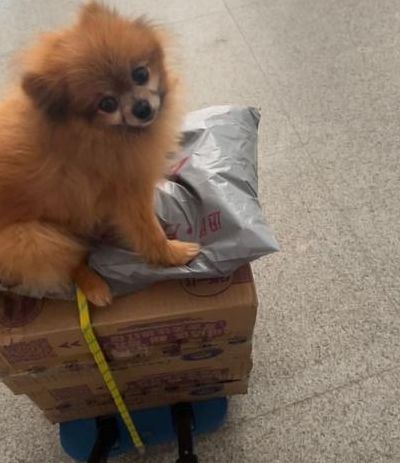 寄狗狗用什么快递公司（寄狗狗用什么快递公司价格多少）