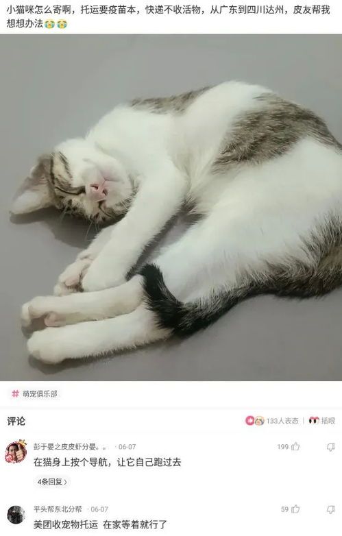 怎么寄宠物猫快递