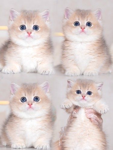 武汉武昌猫舍｜曼基康｜365天重疾保障