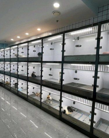 这家购宠店超有耐心,照顾萌宠超细心